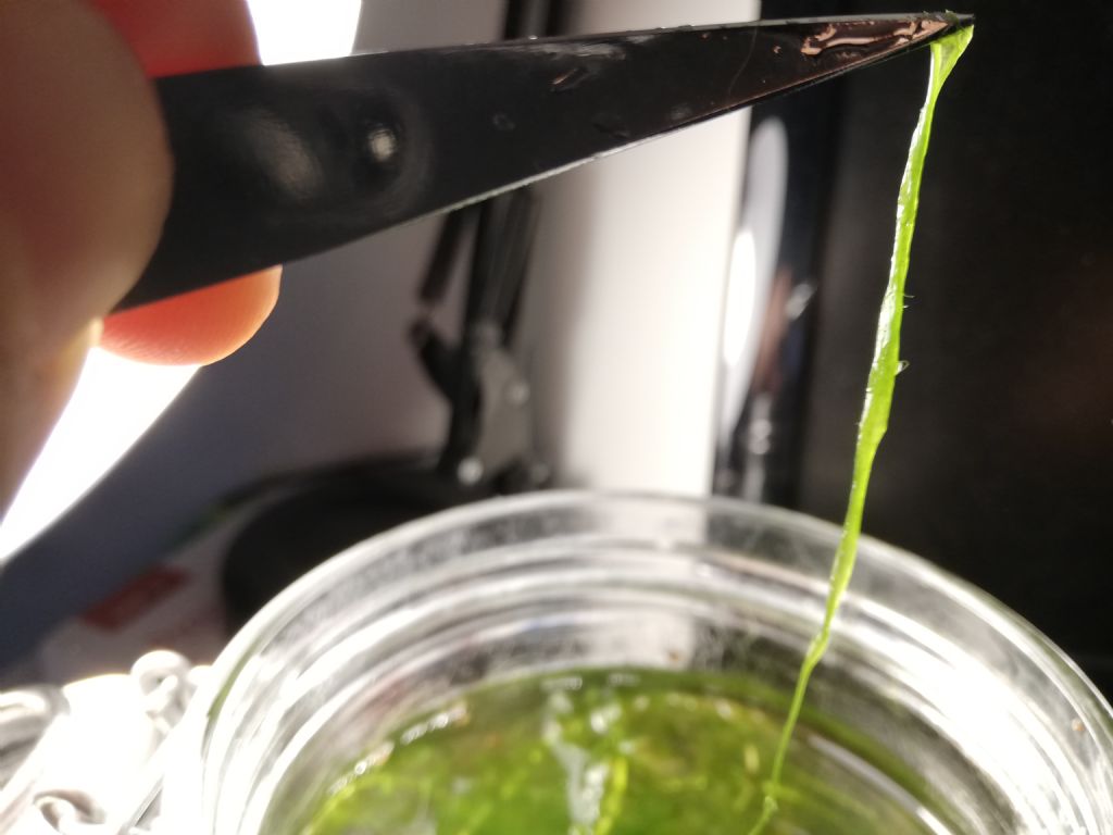 Spirogyra mirabilis?