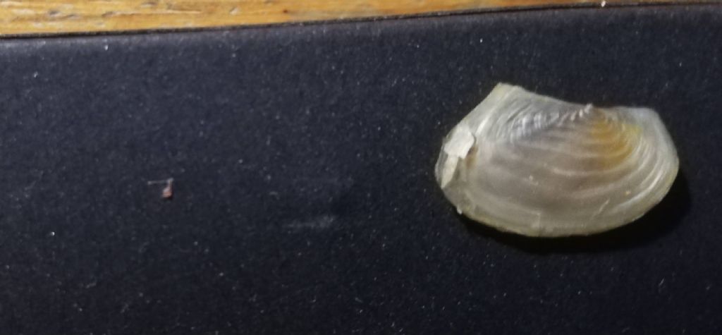 Anodonta cygnea giovanile