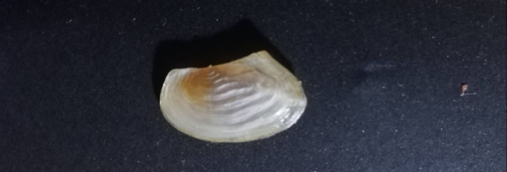 Anodonta cygnea giovanile