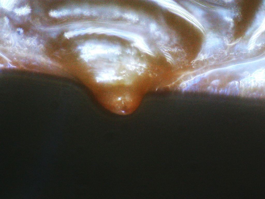 Anodonta cygnea giovanile
