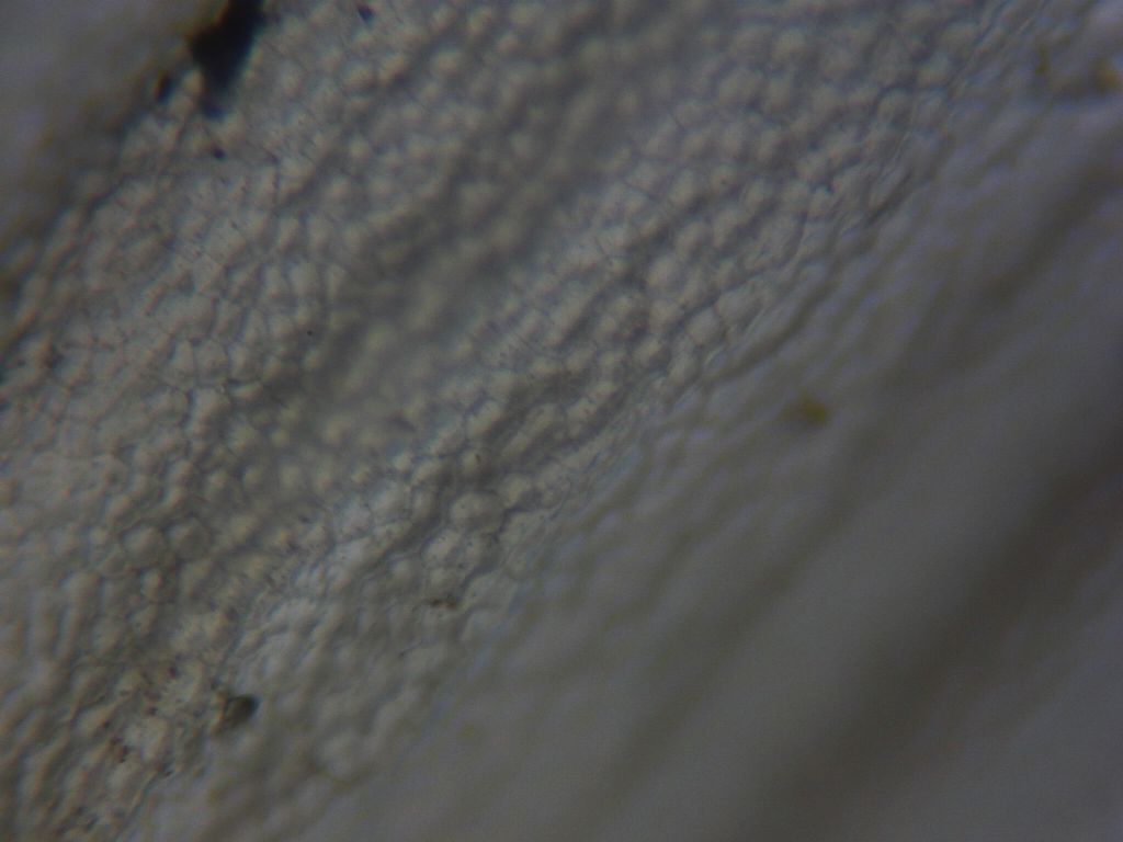 Anodonta cygnea giovanile