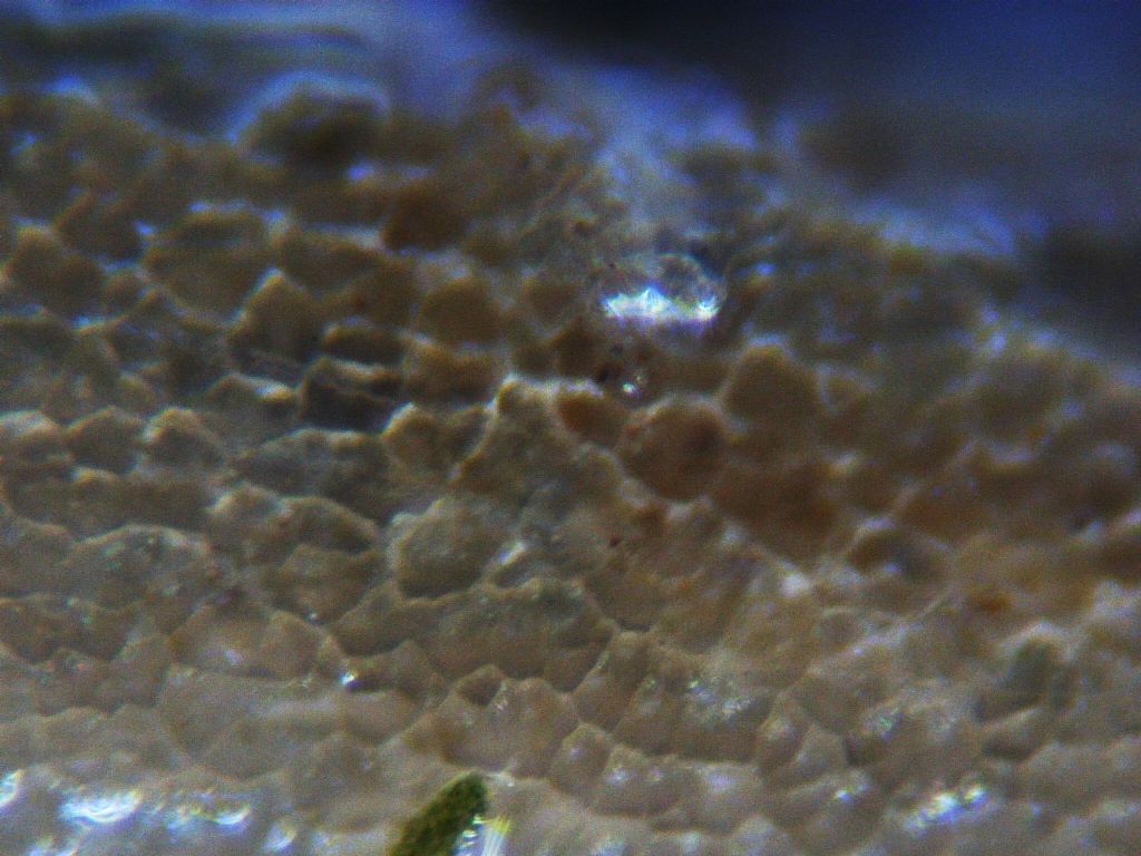 Anodonta cygnea giovanile