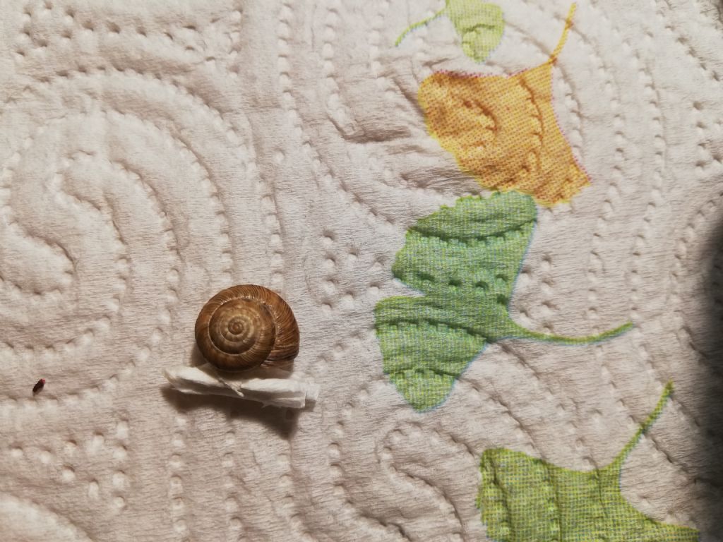 Cernuella cisalpina?