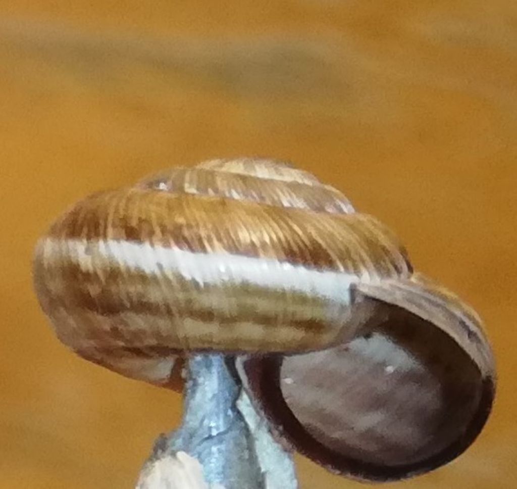 Cernuella cisalpina?