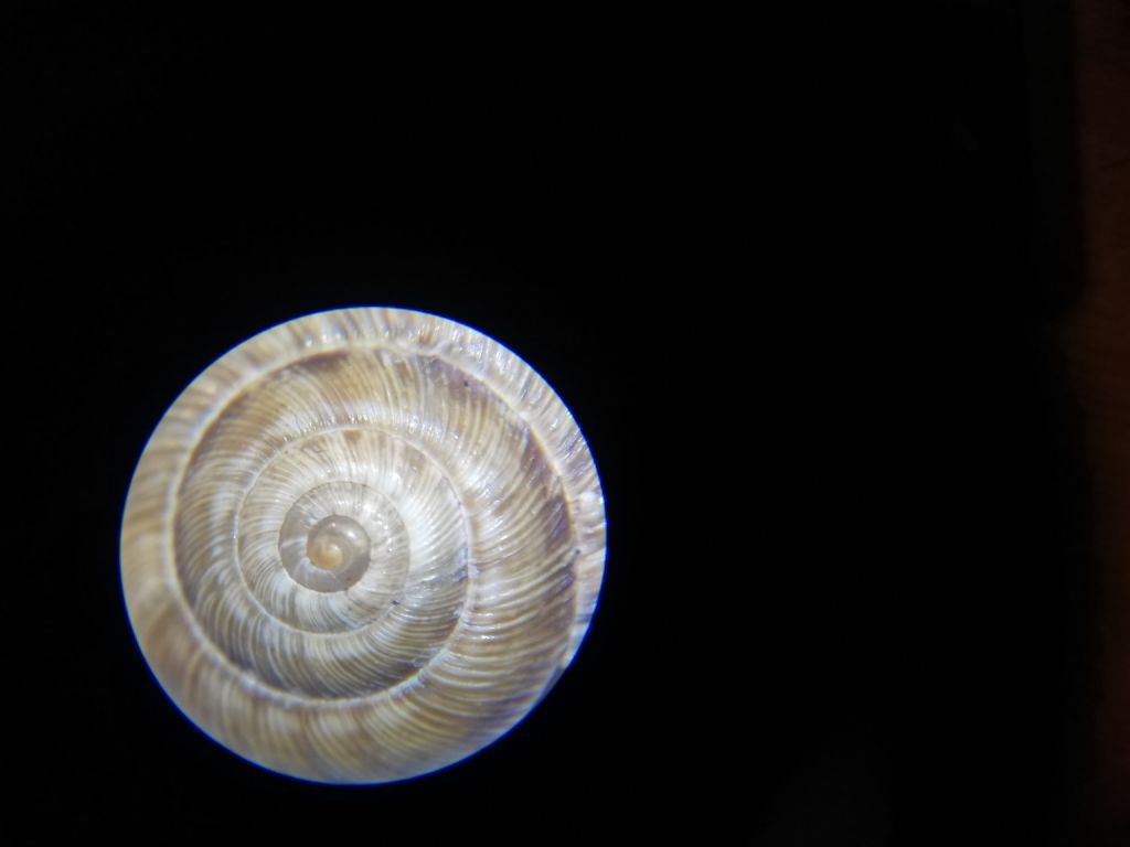 Cernuella cisalpina?