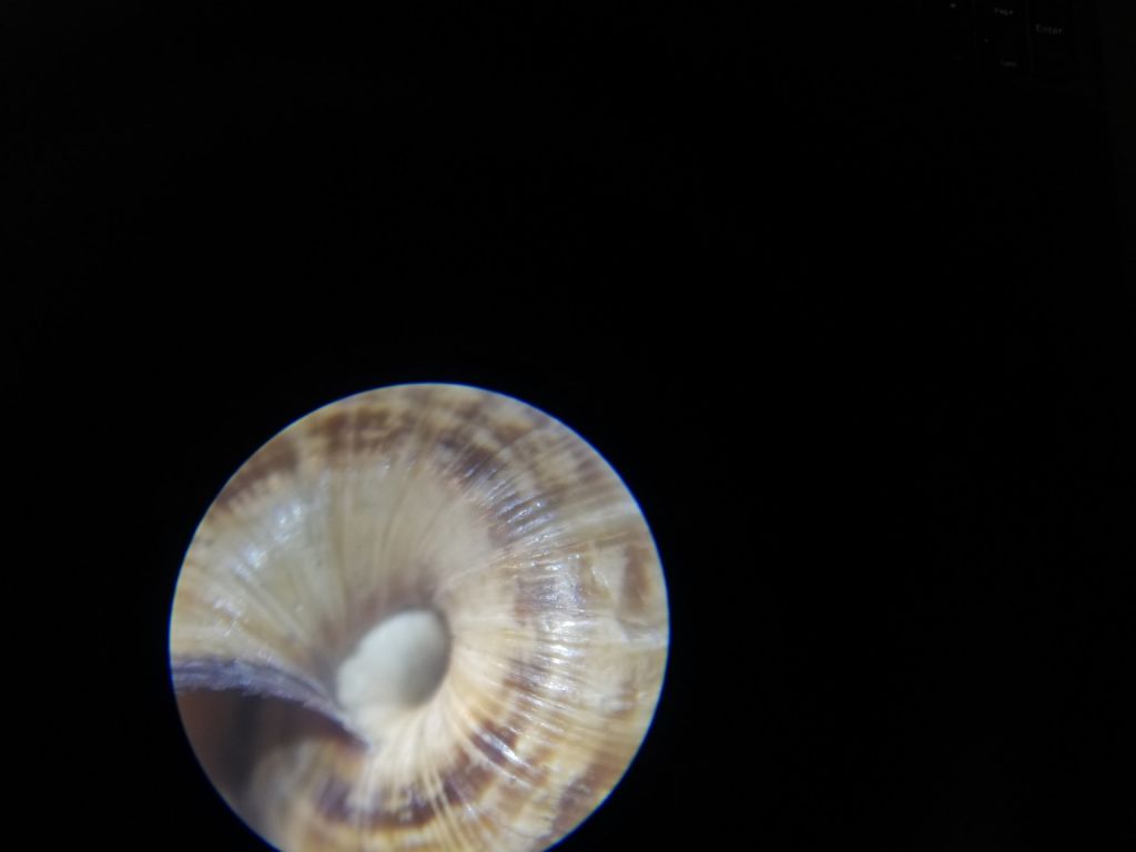 Cernuella cisalpina?