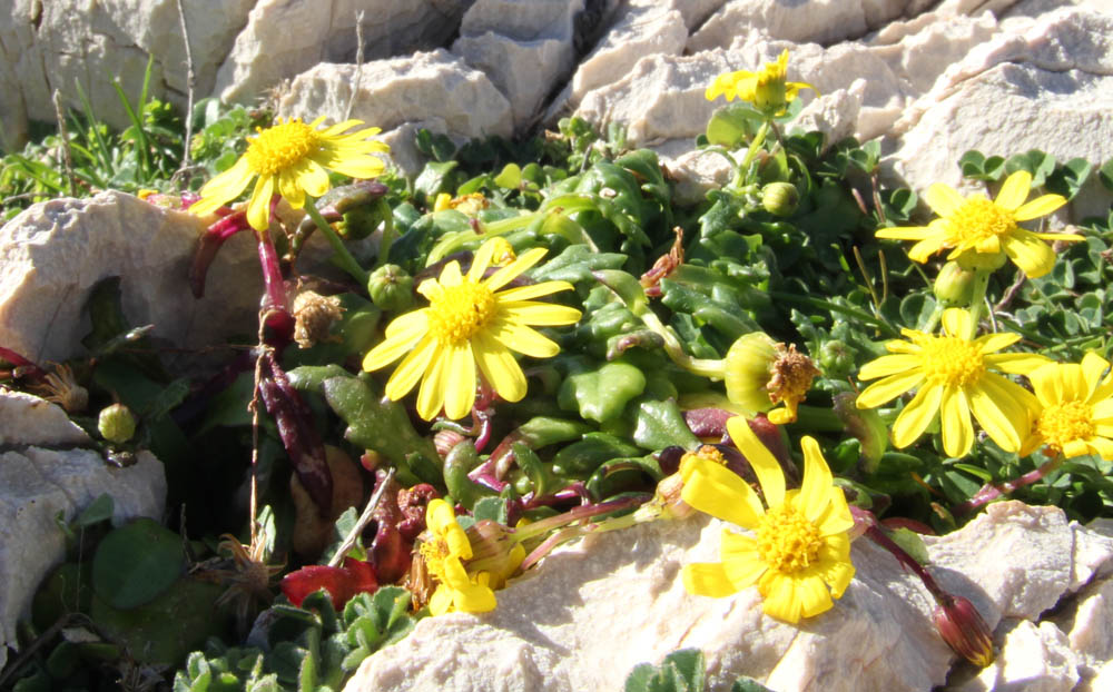 Senecio leucanthemifolius / Senecione costiero