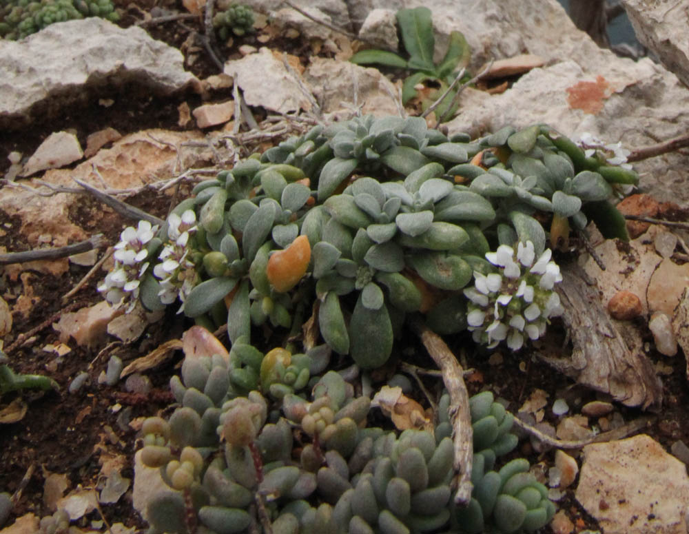 Alghero - Lobularia maritima