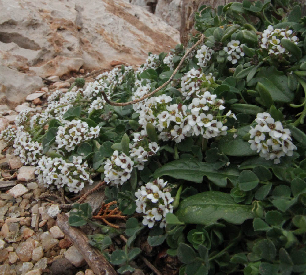 Alghero - Lobularia maritima