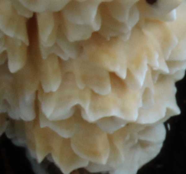 Spongipellis pachyodon ? (Sarcodontia pachyodon)