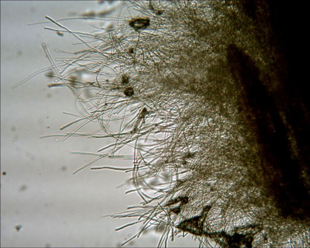 Corticium meridioroseum ?