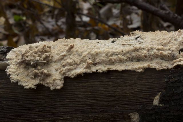Phebia rufa? (Phlebia rufa)