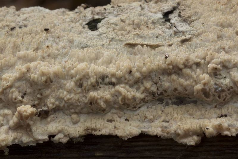 Phebia rufa? (Phlebia rufa)