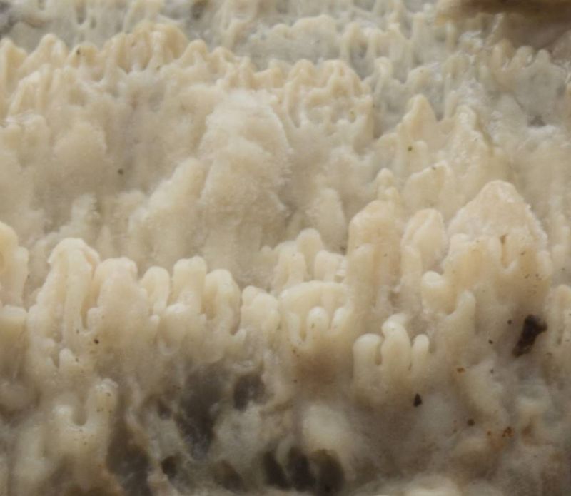Phebia rufa? (Phlebia rufa)