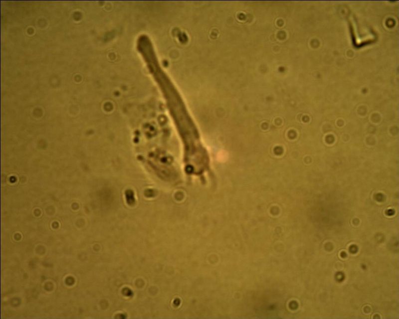 Phebia rufa? (Phlebia rufa)