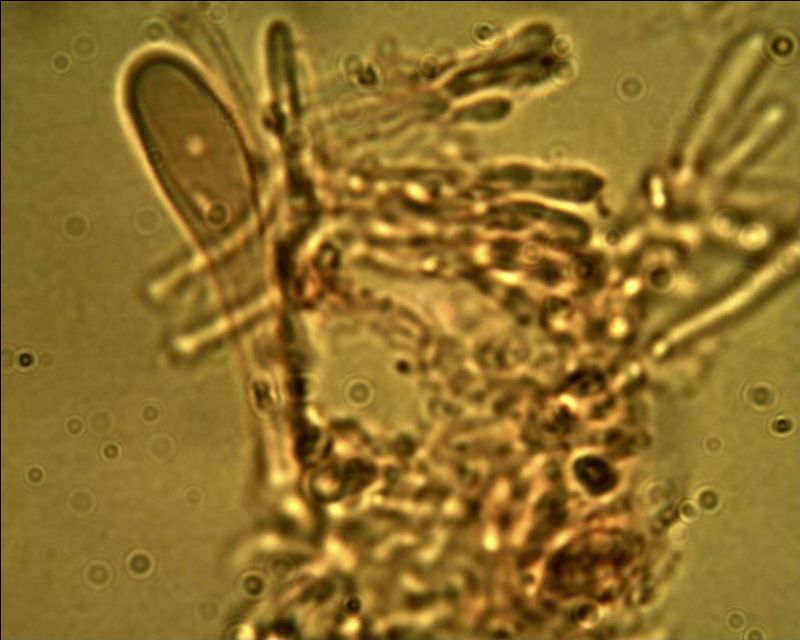 Phebia rufa? (Phlebia rufa)