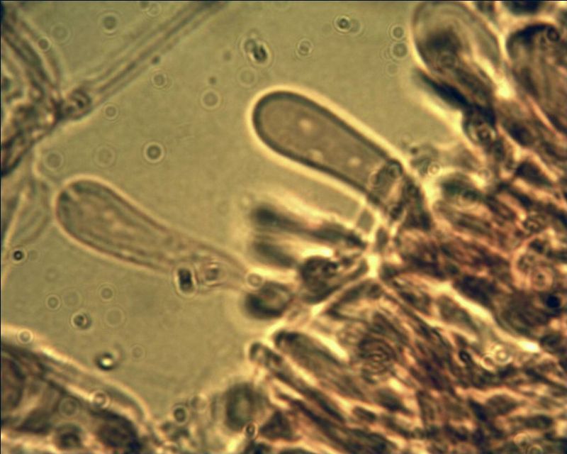 Phebia rufa? (Phlebia rufa)