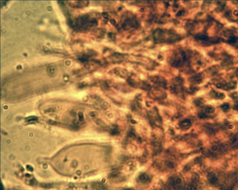 Phebia rufa? (Phlebia rufa)