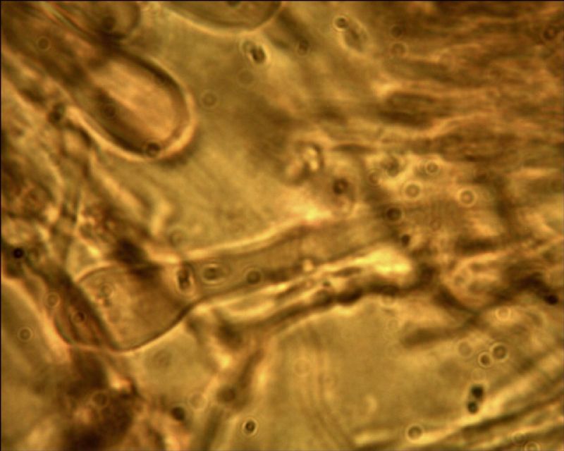 Phebia rufa? (Phlebia rufa)