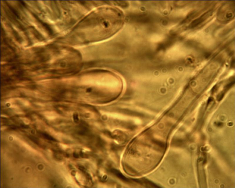 Phebia rufa? (Phlebia rufa)