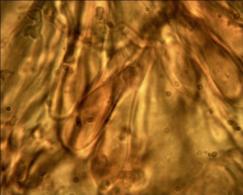 Phebia rufa? (Phlebia rufa)