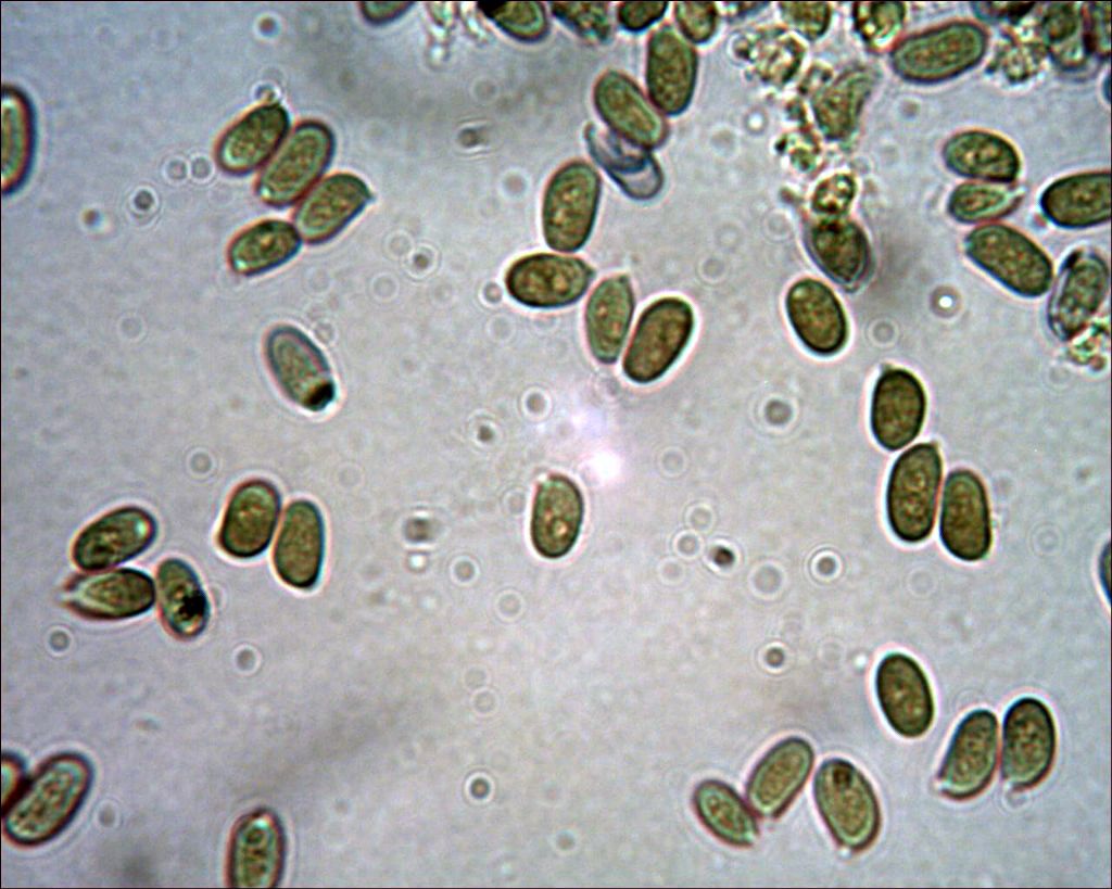 Gloeocystidiellum karstenii? (Laxitextum bicolor)