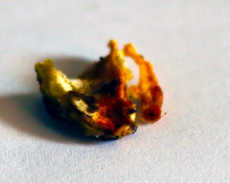 Oligoporus?? (Skeletocutis amorpha)