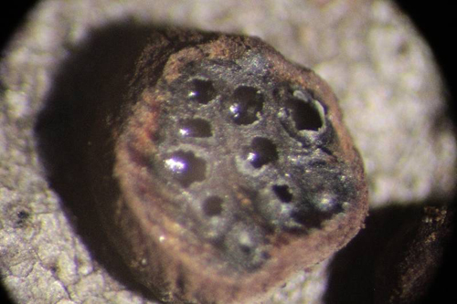 Rosellinia o Hypoxylon sp.?