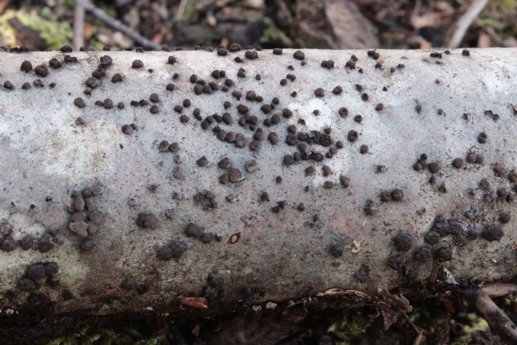 Rosellinia o Hypoxylon sp.?