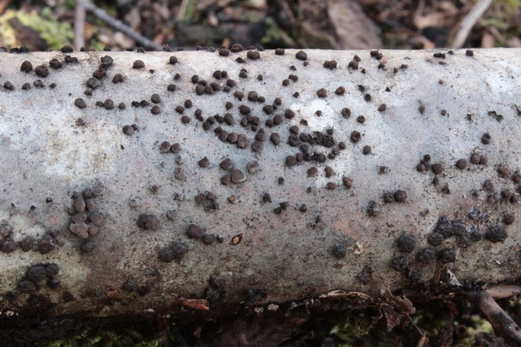 Rosellinia o Hypoxylon sp.?