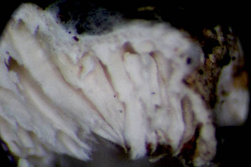 Corticiacea da det. (Antrodiella leucoxantha)