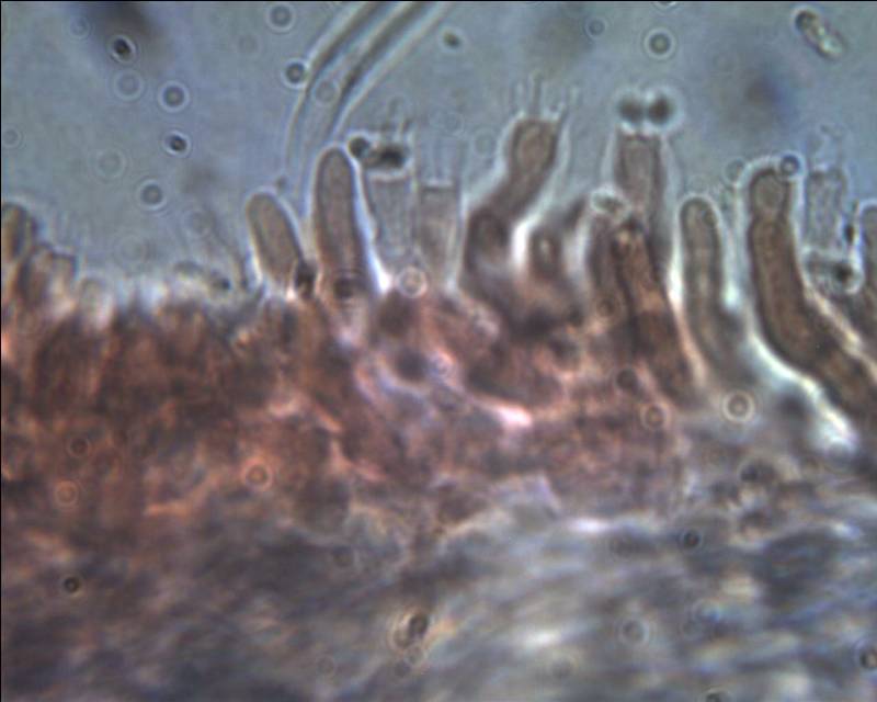 Corticiacea da det. (Antrodiella leucoxantha)