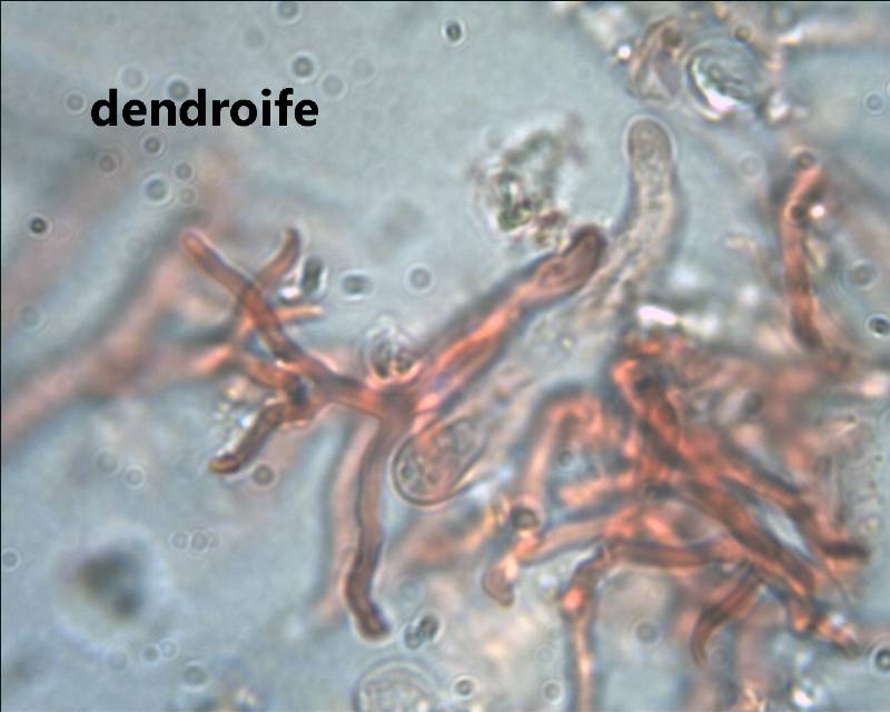 Scytinostroma hemydichophyticum Pouzar