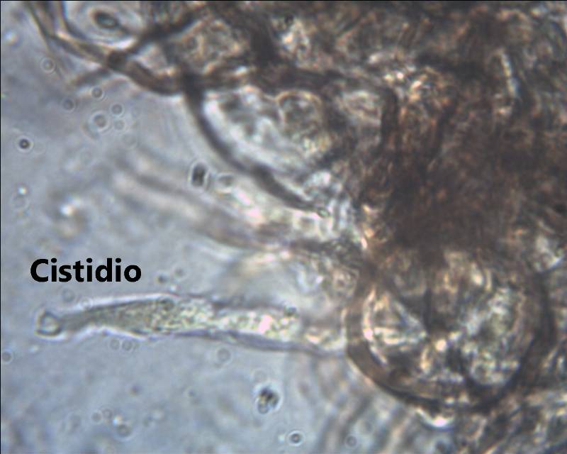 Scytinostroma hemydichophyticum Pouzar