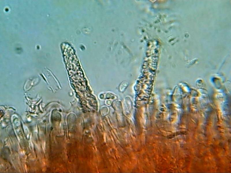 Rhizochaete radicata? (Rhizochaete radicata)