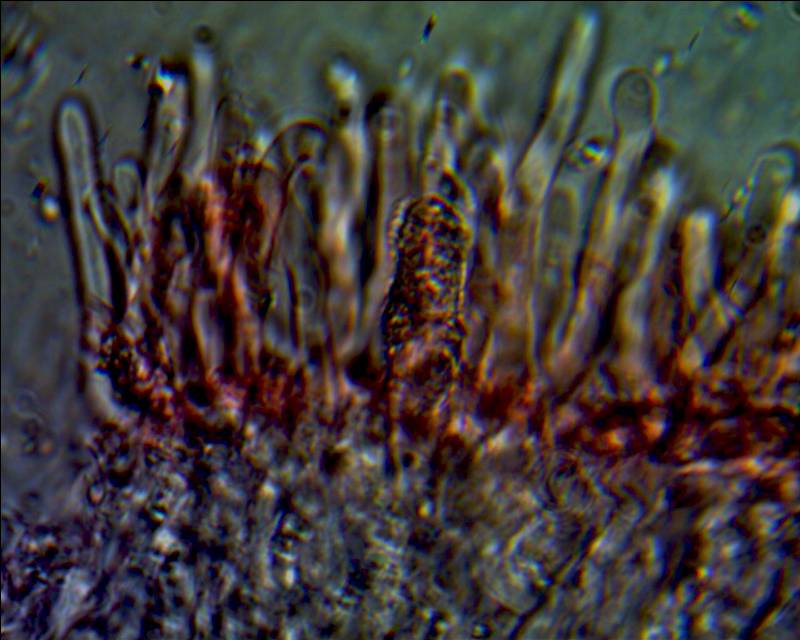 Rhizochaete radicata? (Rhizochaete radicata)