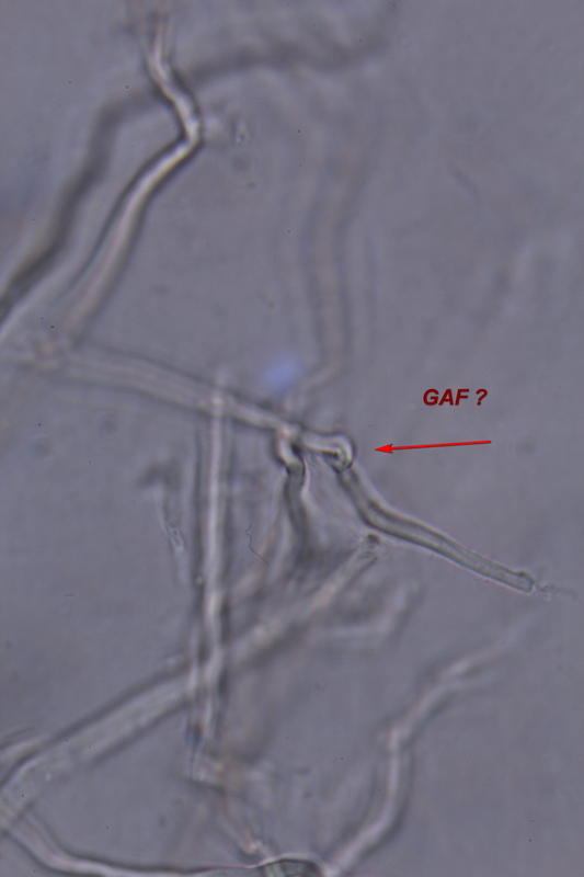 Ceriporia cf. viridans