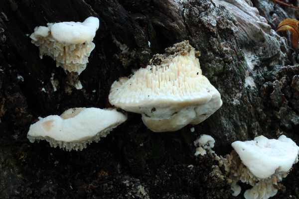 Spongipellis pachyodon ? (Sarcodontia pachyodon)