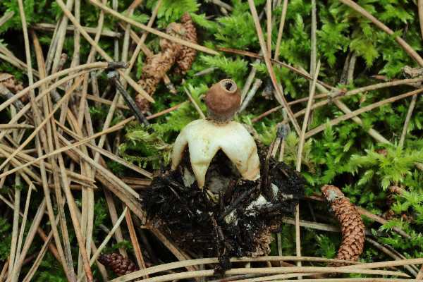 Vecchi Geastrum sp