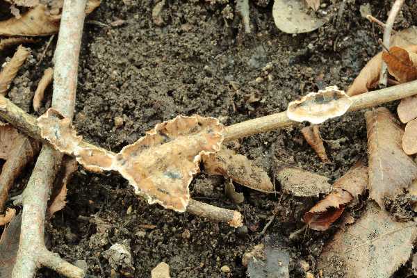 Gloeocystidiellum karstenii? (Laxitextum bicolor)