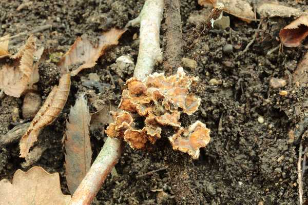 Gloeocystidiellum karstenii? (Laxitextum bicolor)