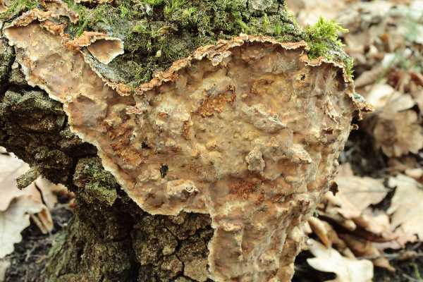 Gloeocystidiellum karstenii? (Laxitextum bicolor)