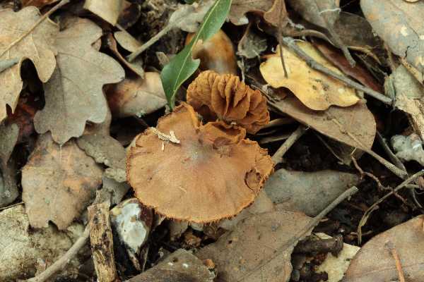 Cortinarius primaverili