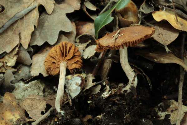 Cortinarius primaverili