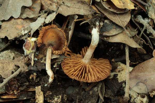 Cortinarius primaverili