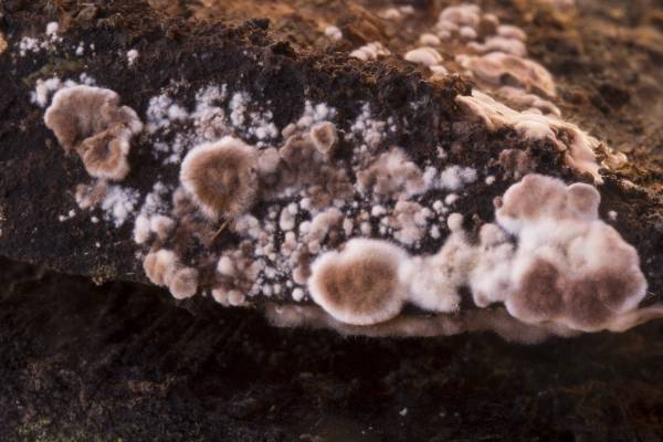 Peniophora cf. pilatiana ? (Porostereum spadiceum)
