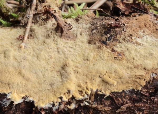 Radulomyces confluens? (Coniophora arida)