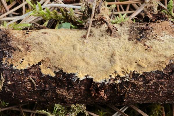 Radulomyces confluens? (Coniophora arida)