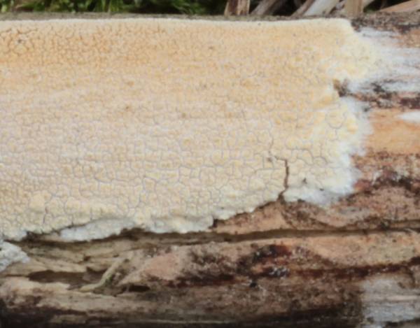 Corticiacea da determinare (Hyphodontia juniperi)