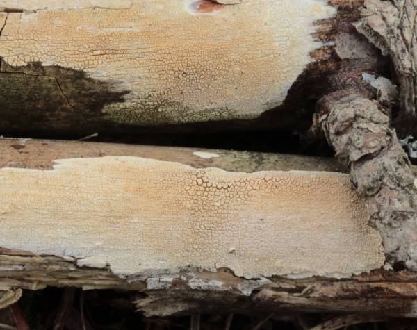 Corticiacea da determinare (Hyphodontia juniperi)